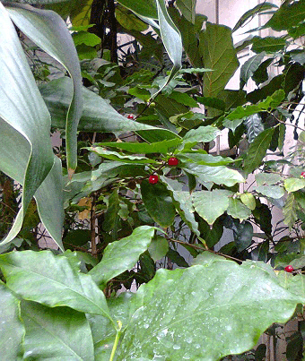 ботанический сад